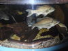 AU_2010-03-30_007.jpg